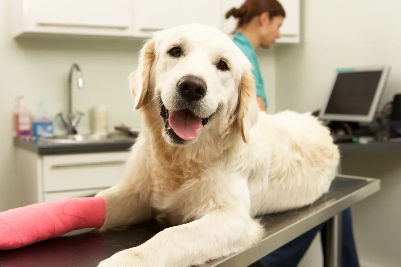 Golden retriever with bandaged leg on exam table in clinic