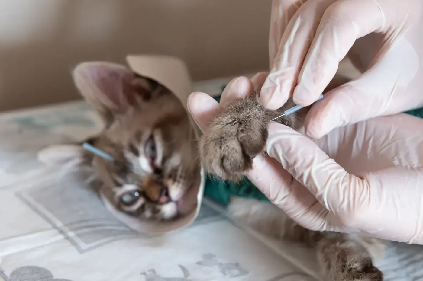 Veterinarian in gloves trimming kitten's claws during exam